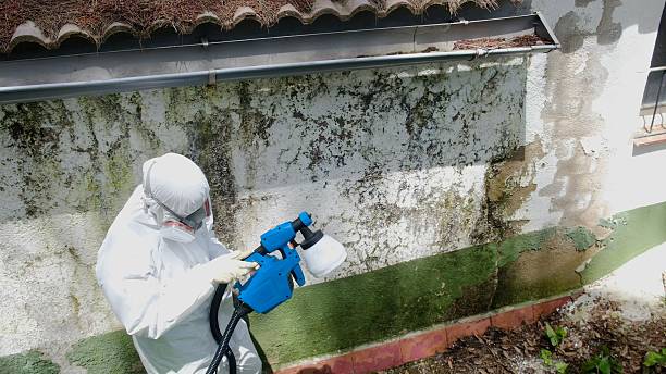 Mold Removal service in Carr